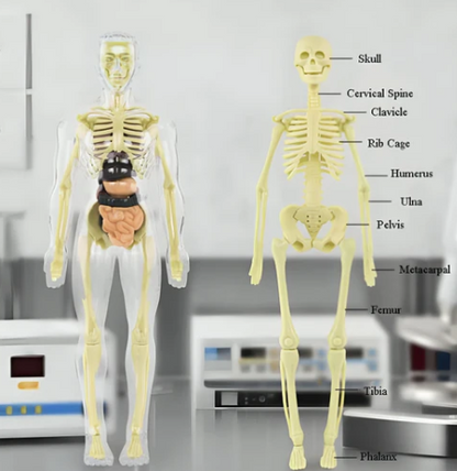 3D Educational Human Body Model for Learning 💡 📚