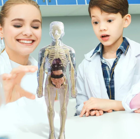 3D Educational Human Body Model for Learning 💡 📚